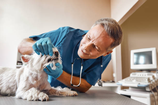  Fairview Shores, FL Emergency Dentist Pros